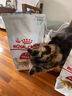 皇家成猫猫粮 营养均衡 F32 通用粮 1-7岁 2KG 实拍图