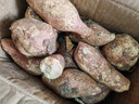 青馋猫正宗山东烟薯25号新鲜蜜薯地瓜 糖心流油番薯烤红薯店同款烟薯 净重4斤-带箱 【中果3-8两】 实拍图