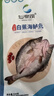 仙泉湖三去白蕉海鲈鱼1斤/条净膛冷冻刺少肉厚珠海特产500g生鲜食材 实拍图