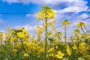 Canon佳能r50入门级微单反 半画幅数码相机 4k高清美颜小巧便携套机 R50单机身白+RF50 F1.8小痰盂 【人像首选】 官方标配【京东仓发货 快至次日达~】 实拍图