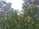 优味集【顺丰JD】枇杷新鲜水果云南蒙自琵琶止咳整箱鲜果中秋节日礼品 净重1000g（严选优果18-30g） 实拍图
