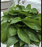 双盟绿萝盆栽除甲醛花卉绿植办公室新房净化空气 120款10盆源头直发 实拍图