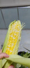 滇味十足（DIANWEISHIZU）水果玉米甜玉米云南金银双色新鲜甜嫩水果玉米棒鲜玉米茄果瓜 金银双色 【精选5斤】（净重 约5-9根） 实拍图