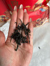 茶满纪乌龙茶凤凰潮州单枞鸭屎香一级500g中火袋装茶叶自饮口粮 实拍图