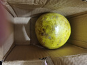 福建平和老树红柚 新鲜现摘 皮薄肉厚多汁 蜜柚柚子 带箱9-10斤（两粒装） 实拍图