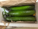 京喜加新鲜无刺水果小黄瓜小青瓜脆甜荷兰脆嫩生吃黄瓜蔬菜 水果黄瓜 1斤 净重 实拍图