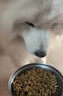 夸克狗粮 金毛阿拉斯加拉布拉多哈士奇马犬萨摩耶德牧中大型犬通用粮 经典成犬粮40斤丨送狗粮2斤 实拍图