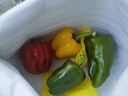 京鲜生 山东三色彩椒圆椒甜椒新鲜蔬菜净重1.5斤单果150g起源头直发包邮 实拍图