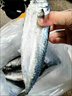东海野生青占鱼新鲜海捕速冻鲐鲅鱼青花鱼深海海鲜水产马鲛鱼海鱼 野生海捕青占鱼3-4条一斤 3斤 尝鲜款 冷链包邮 实拍图