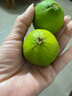 京鲜生 塔西提无籽柠檬 青柠檬 2斤装 单果60g起 生鲜水果 实拍图