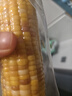 十月稻田 花甜糯玉米 10根 4.4斤 早餐代餐 低脂杂粮 粗粮礼盒 实拍图