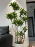 叹为观止 大型盆栽 单杆辫子发财树天堂鸟绿萝散尾葵办公室内开业乔迁礼品 造型百合竹1.5-1.7米【圆柱盆】 含盆 实拍图