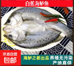 深海七星三去开背免洗海鲈鱼空保鲜活鱼新鲜速冻冷冻清蒸高营养 400克-500克 开背海鲈鱼5条【条条精选】爱吃鱼首选 实拍图