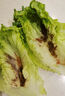 钟灵山罗马生菜400g 实拍图