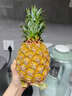 译优农正宗海南金钻凤梨新鲜热带水果当季香水金菠萝手撕小菠萝金凤梨 净重4.5-5斤【实惠装】海南直发 实拍图