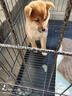 腆宠狗笼猫笼 狗笼子中小型犬带厕所幼犬狗窝猫笼子大号家用围栏兔笼 实拍图