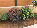 得力（deli）园艺五齿耙子防锈 赶海工具盆沙滩挖沙栽种植养花种菜松土锄头 实拍图