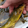 黄骨鱼苗活体淡水养殖食用鲜活鱼黄丫头黄鸭叫昂刺鱼黄颡鱼冷水观赏鱼黄辣丁鱼苗批发 50条3-4厘米黄骨鱼苗(多发10%防损) 实拍图