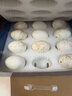 鹤农益得鹅蛋新鲜生鹅蛋农家喂养孕妇蛋生鲜杂粮散养精品礼盒装 12枚 1680g 单枚140g左右 实拍图