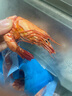 东上御品 国产 即食大虾干烤九节虾干净重1斤【约56-72只】A2-源头直发 实拍图
