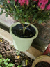 爱丽思花盆塑料圆形树脂多肉花盆种花种菜盆绿萝爱丽丝 浅绿口径26.6cm 实拍图