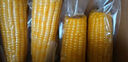 建三江黄金糯玉米3.8斤 240g*8根 黏玉米 东北玉米 早餐零食 实拍图
