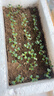 北蔬 鸡毛菜种子速生小白菜春四季蔬菜籽 全季鸡毛菜种子10g约2500粒 实拍图