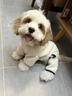 BOBOCOLA狗狗衣服秋冬季保暖加厚四脚狗衣服泰迪比熊雪纳瑞小型犬宠物衣服 米白色 M【建议5-8斤】 实拍图
