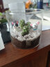 绿荫巷子多肉植物类绿植盆栽肉肉办公室内仙人掌球桌面带盆好养活小盆景 【牡丹锦】高透玻璃杯土砂+hello猫头鹰 实拍图