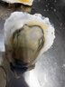 南泓村 【活鲜】 乳山生蚝鲜活  新鲜海蛎子 贝类 火锅烧烤食材 生鲜 刺身生蚝2.5kg (D规格-约14个) 实拍图