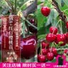 嫣蓝车厘子树苗大樱桃苗盆地栽果树苗美早苗0.6-1公分粗1棵源头直发 实拍图