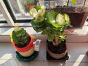 临雅金钱木盆栽老桩多肉绿植物办公室桌面禅意莲花盆+底座源头直发  晒单实拍图