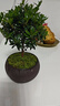 八芽 小叶赤楠盆景摆件室内绿植花卉盆栽老桩客厅办公室桌面好养植物 （【热销款】舍得紫砂盆赤楠+苔藓+底座） 实拍图