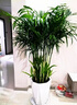Only you【两小时达】发财树大型盆栽绿植花卉室内客厅办公室开业乔迁送礼 金钱树 实拍图