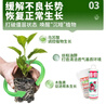 HB-101植物活力素营养液100ml促生长兰花多肉僵苗生根液养花植物通用 实拍图