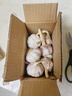 【营田半亩】蒜干蒜头蒜大蒜紫白皮大蒜当季蔬菜0.5-5斤 1斤带箱重【果径4.5-5cm】大果 实拍图