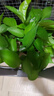 双盟绿萝盆栽除甲醛花卉绿植办公室新房净化空气 120款10盆源头直发 实拍图