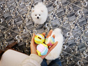 赞宠磨牙狗玩具3件套 玩具狗狗金毛泰迪互动磨牙解闷耐咬狗玩具 实拍图