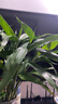 京云梦富贵竹办公室内盆栽转运竹绿植居家花卉阳台无根不含瓶源头直发 实拍图