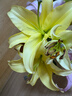 黄色百合5朵(2-3枝） 实拍图