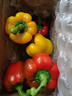 彩椒五彩甜椒水果圆椒不辣太空椒灯笼椒新鲜可即食减脂蔬菜 彩椒红+黄2斤 实拍图
