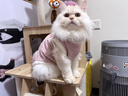 宜品达QC猫咪衣服保暖秋冬季布偶猫背心绒衣宠物小型犬狗狗小猫幼猫 高品质兔毛绒-粉色 L (6-9斤内) 实拍图