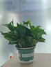双盟绿萝盆栽除甲醛花卉绿植办公室新房净化空气180加仑4盆装源头直发 实拍图