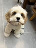 BOBOCOLA狗狗衣服秋冬季保暖加厚四脚狗衣服泰迪比熊雪纳瑞小型犬宠物衣服 米白色 M【建议5-8斤】 实拍图