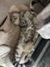 神经猫猫零食冻干猫咪零食鸡胸肉冻干成猫幼猫营养增肥主食猫粮鸡肉粒 【100%大块鸡胸肉】 500g*1桶 【1桶约45个】 实拍图