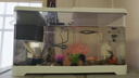 独宠你鱼缸小型客厅生态造景过滤制氧一体缸桌面金鱼缸水族箱中号白色 实拍图
