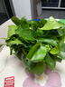 双盟绿萝盆栽除甲醛花卉绿植办公室新房净化空气180款福字4盆源头直发 实拍图