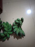 广西小米蕉小香蕉自然熟迷你香蕉苹果蕉小芭蕉新鲜水果特产鸡蕉 小米蕉 9斤 泡沫箱打包 实拍图