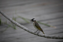 佳能（Canon）EF 100-400mm f/4.5-5.6L IS II USM 单反镜头 远摄变焦镜头 实拍图