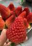 丹东草莓99红颜奶油水果礼盒生鲜 新鲜现货 源头直发 【泡沫箱】1斤装25-35g 实拍图
